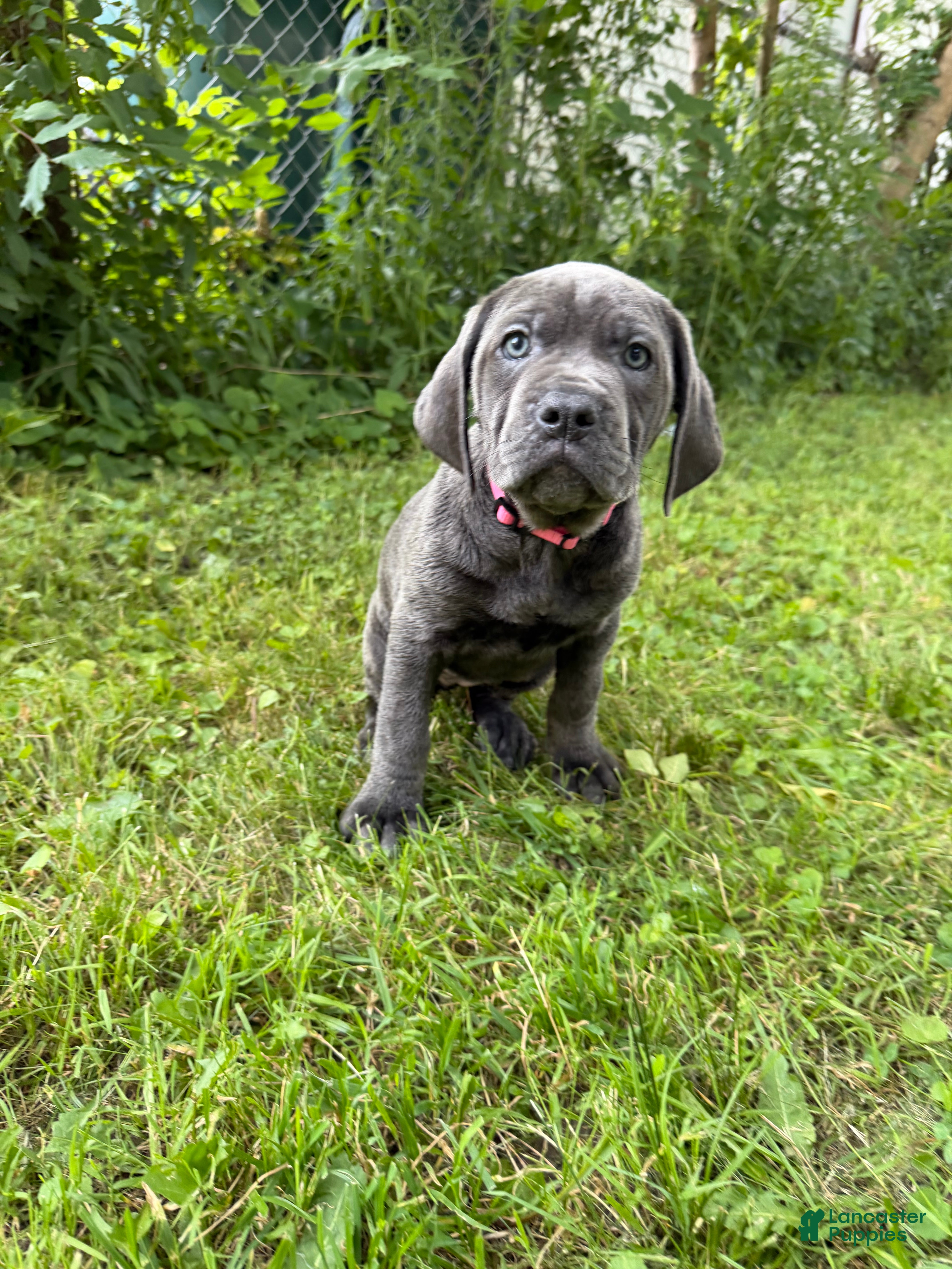 Cane Corso dogs Cane Corso 5 - Ad 1