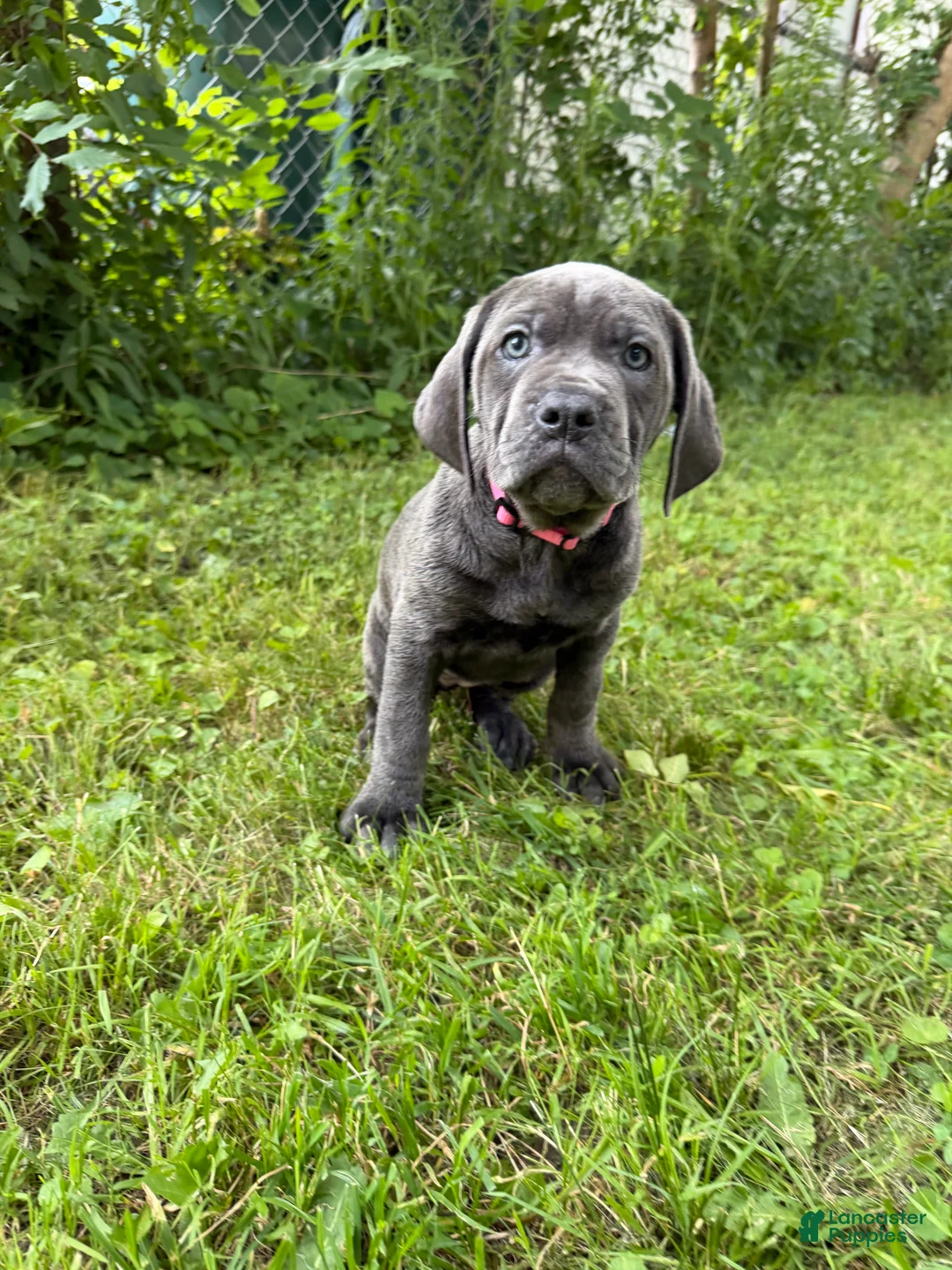 Cane Corso dogs for sale: Cane Corso 5 - Ad 1