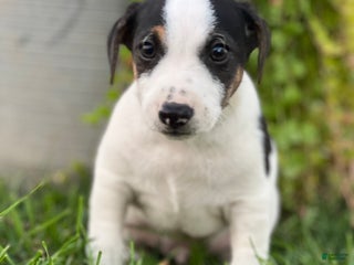 Jack Russell Terrier dogs - Ad 12