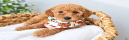 Mini Goldendoodle dogs for sale: Hi! I'm Tank! - Ad 1