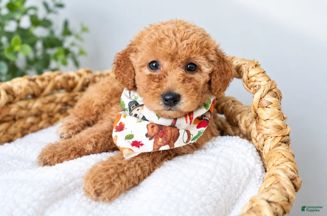 Mini Goldendoodle dogs for sale: Hi! I'm Tank! - Ad 1