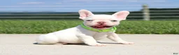 French Bulldog dogs for sale: Ace - Ad 4