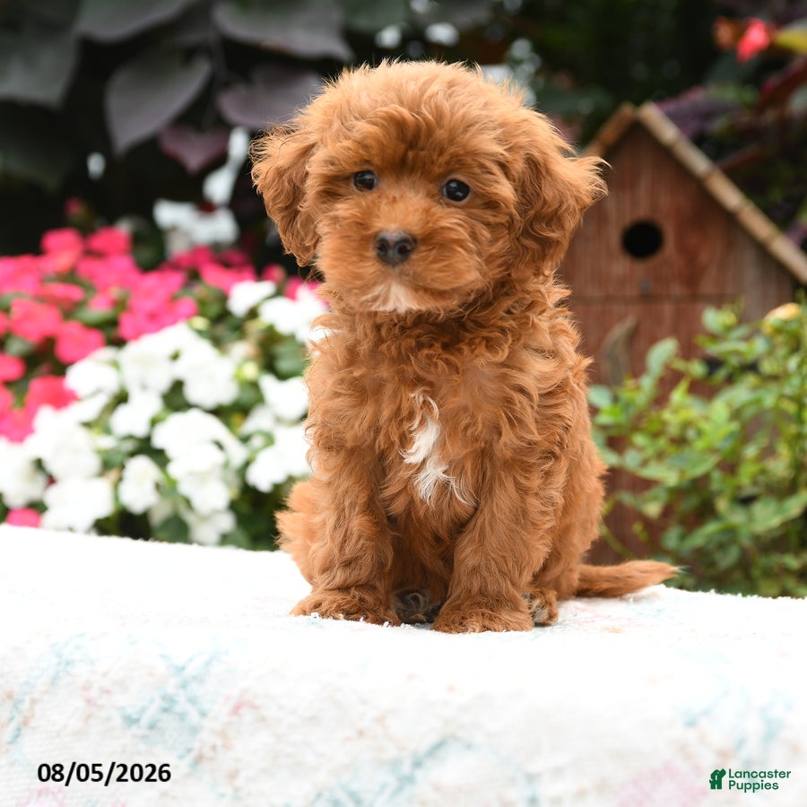 Havapoo dogs Mustang - Ad 1