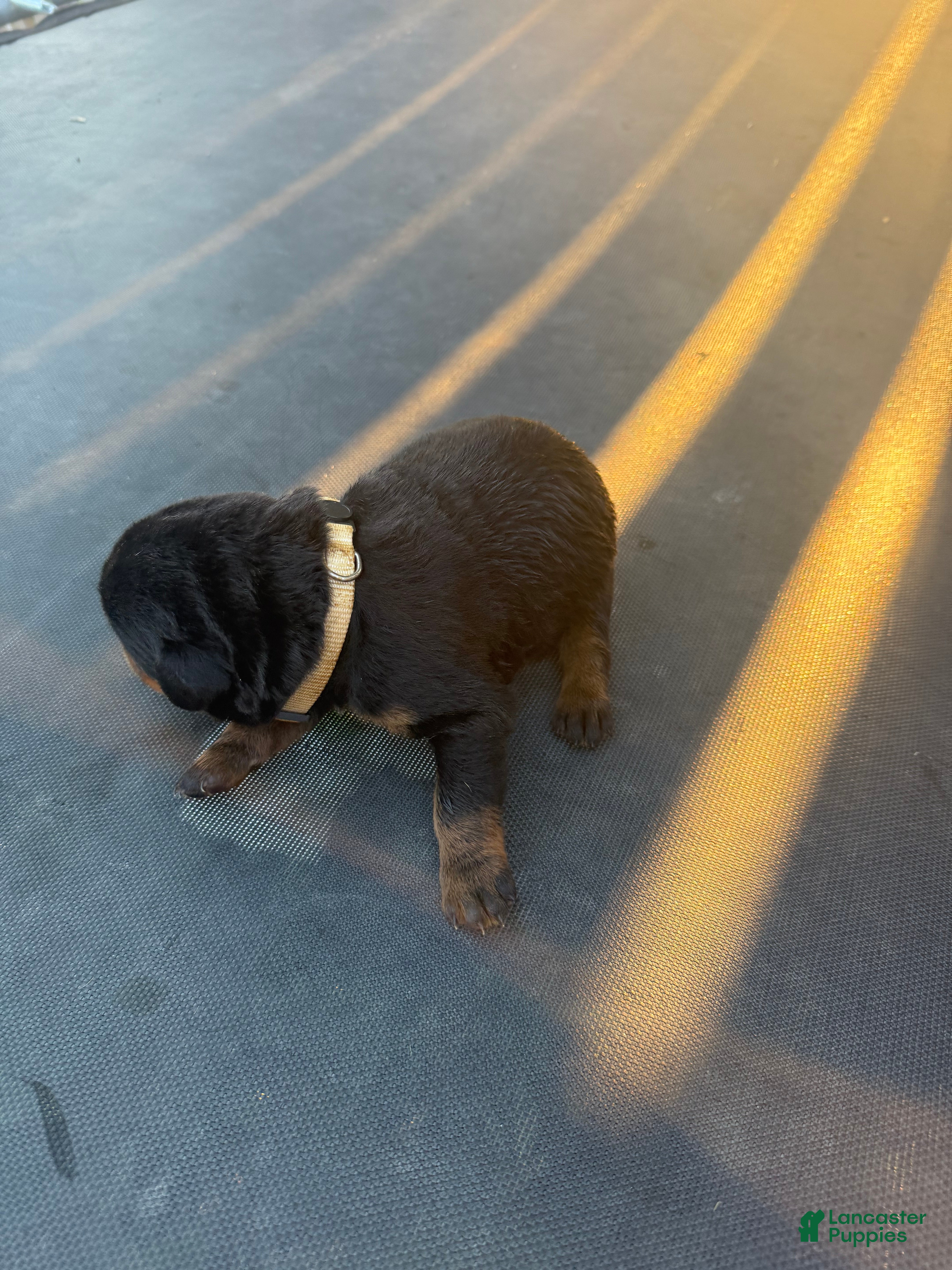Rottweiler dogs for sale: Rottweiler 6 - Ad 3