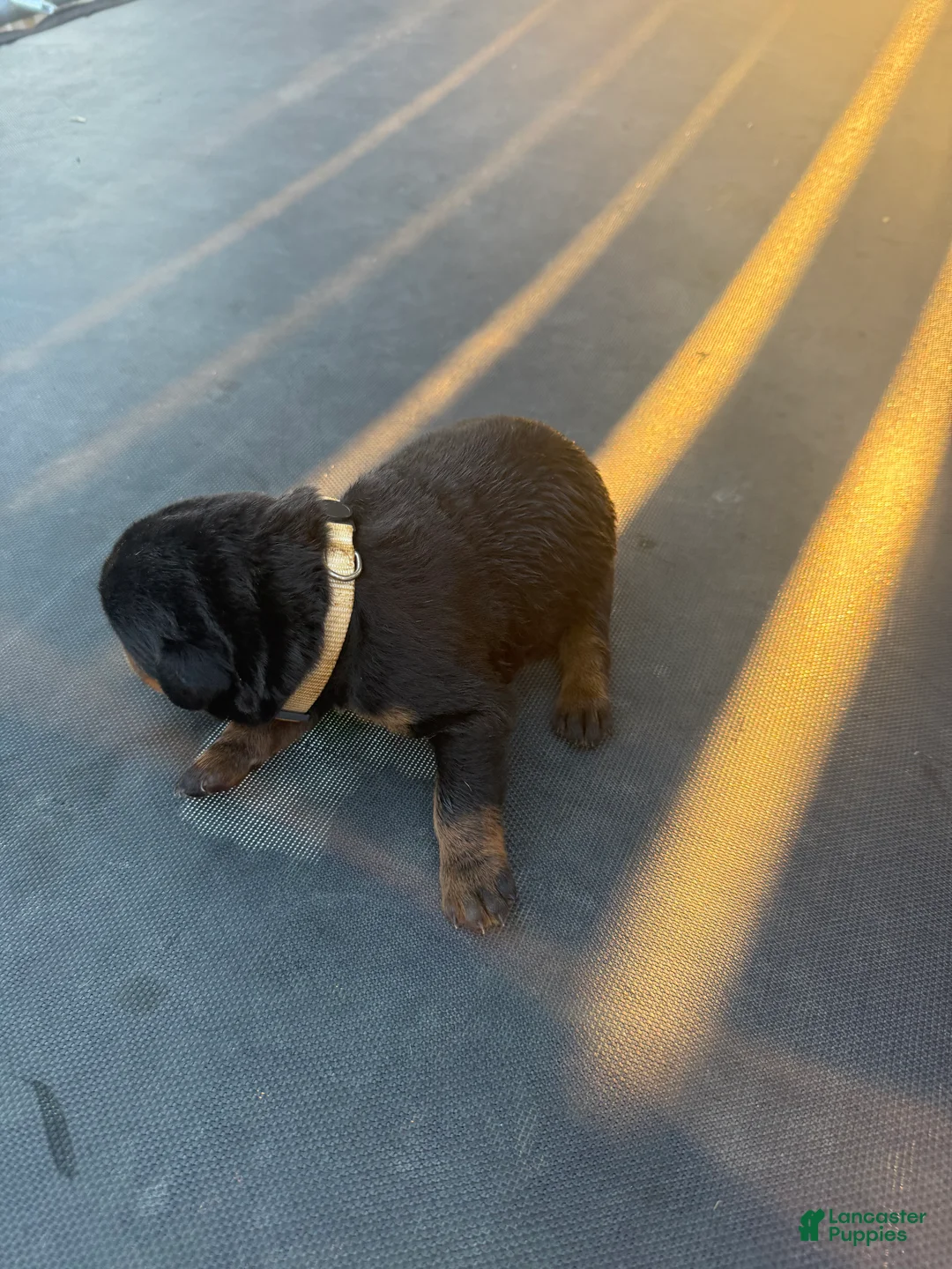 Rottweiler dogs for sale: Rottweiler 6 - Ad 1