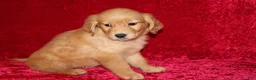Golden Retriever dogs for sale: Summer AKC OFA  - Ad 5