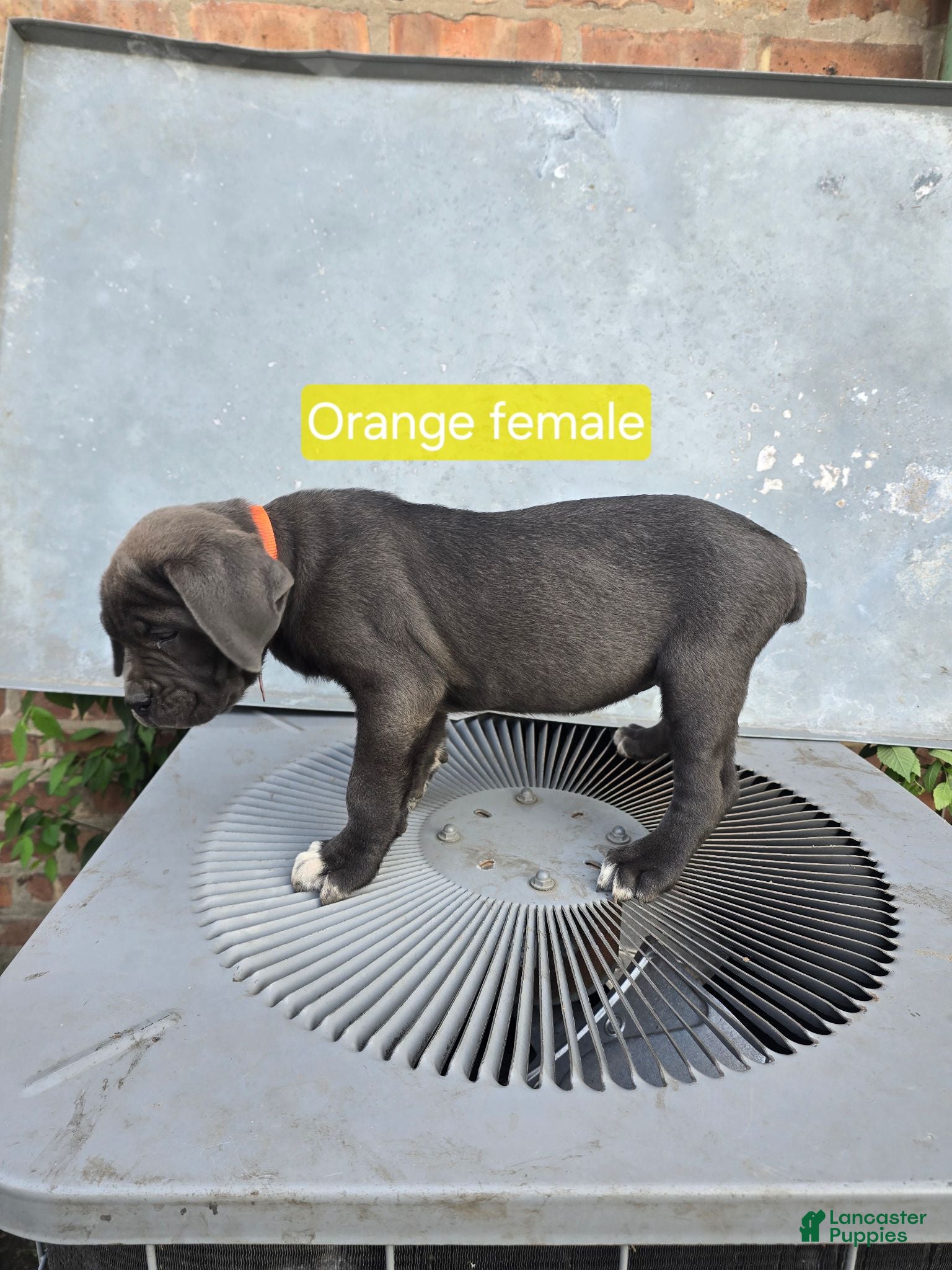 Cane Corso dogs Cane Corso 3 - Ad 2