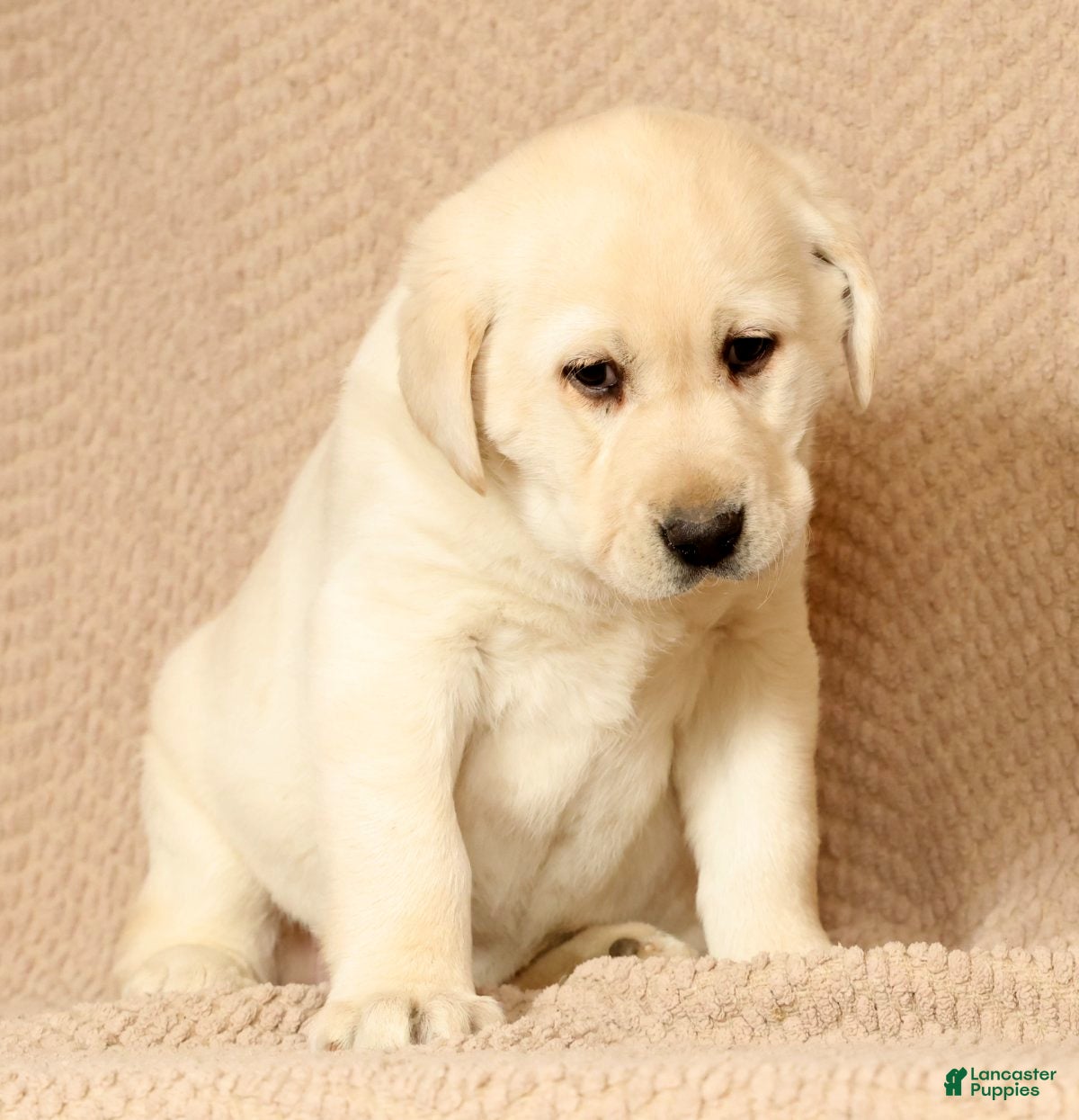 Labrador Retriever dogs Lucy - Ad 2