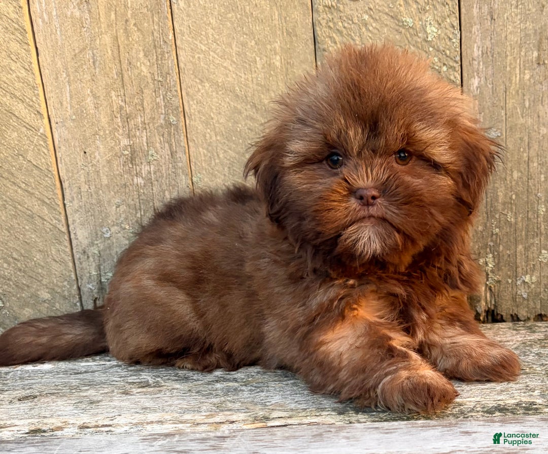 Shih Tzu dogs for sale: 💛 IN BOSTON MASSACHUSETTS AREA 💛 PUREBRED CHOCOLATE SHIH TZU 💛 ESTIMATED ADULT SIZE 10-12 LBS 💛 - Ad 7