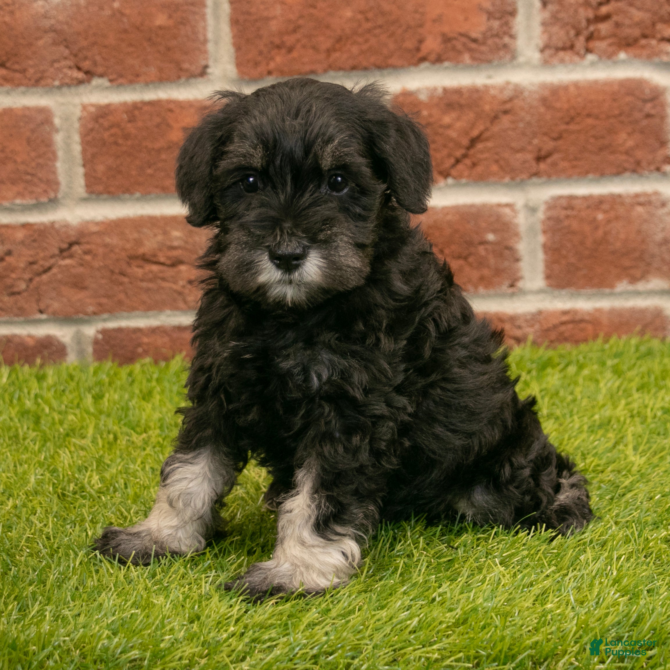 Miniature Schnauzer dogs for sale: Alice - Ad 1