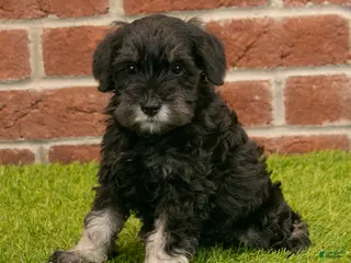 Miniature Schnauzer dogs for sale: Alice - Ad 3