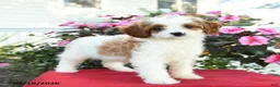 Cavapoo dogs for sale: Jo  - Ad 2