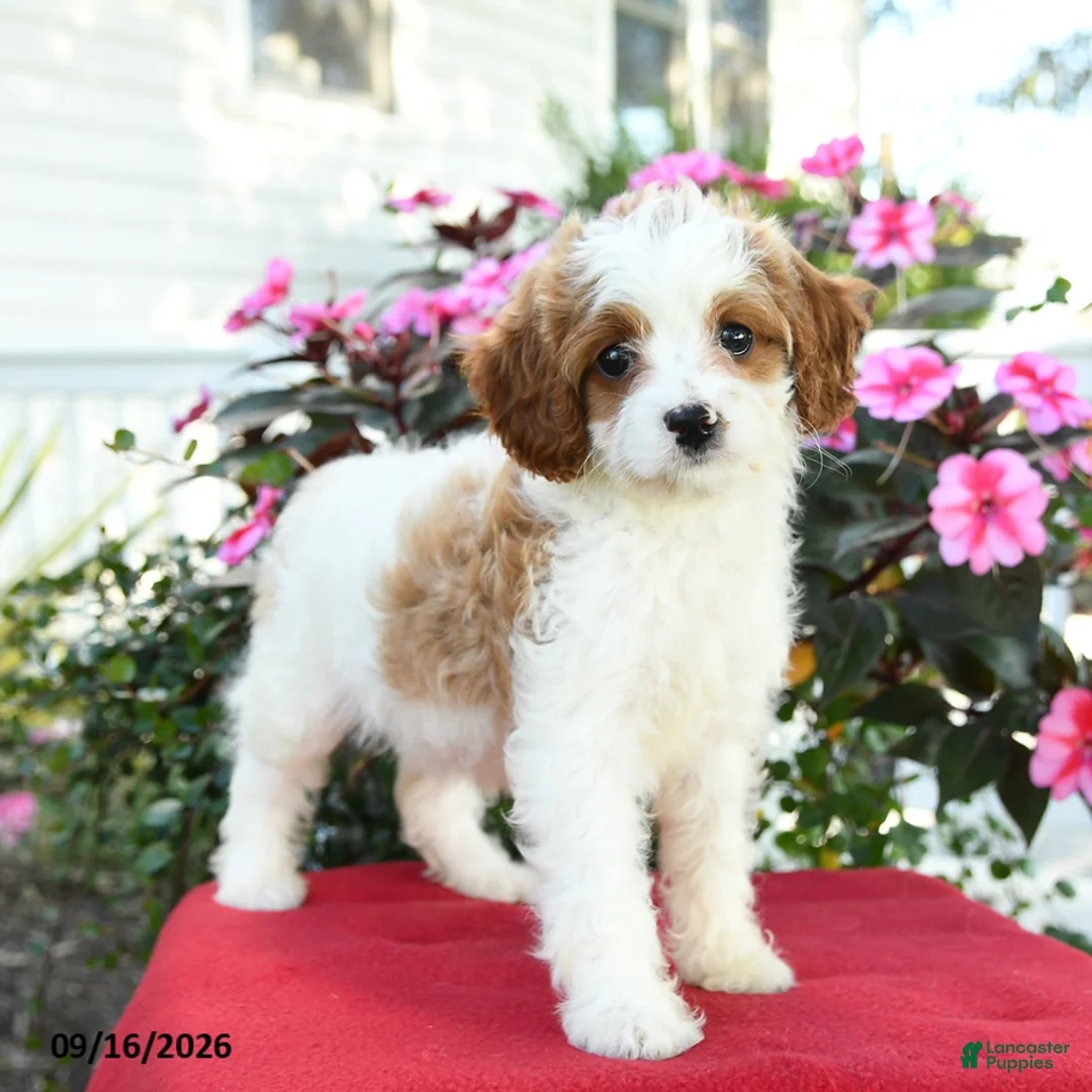 Cavapoo dogs for sale: Jo  - Ad 2