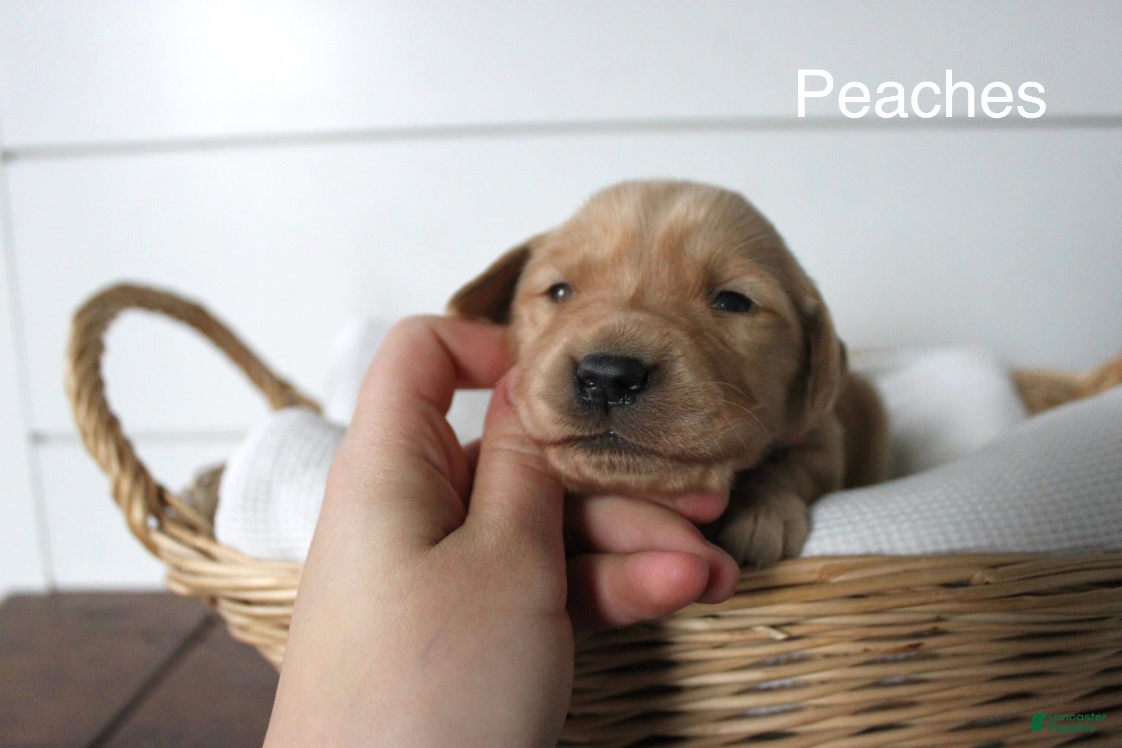 Golden Retriever dogs Peaches  - Ad 1