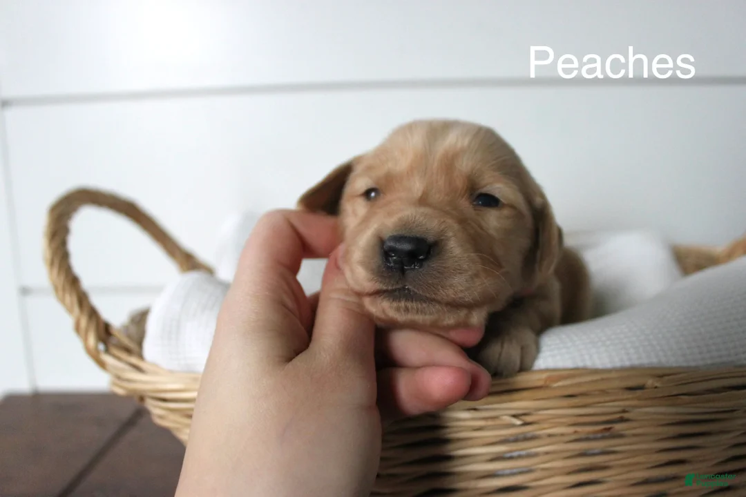 Golden Retriever dogs for sale: Peaches  - Ad 1