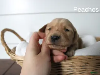 Golden Retriever dogs for sale: Peaches - Ad 1