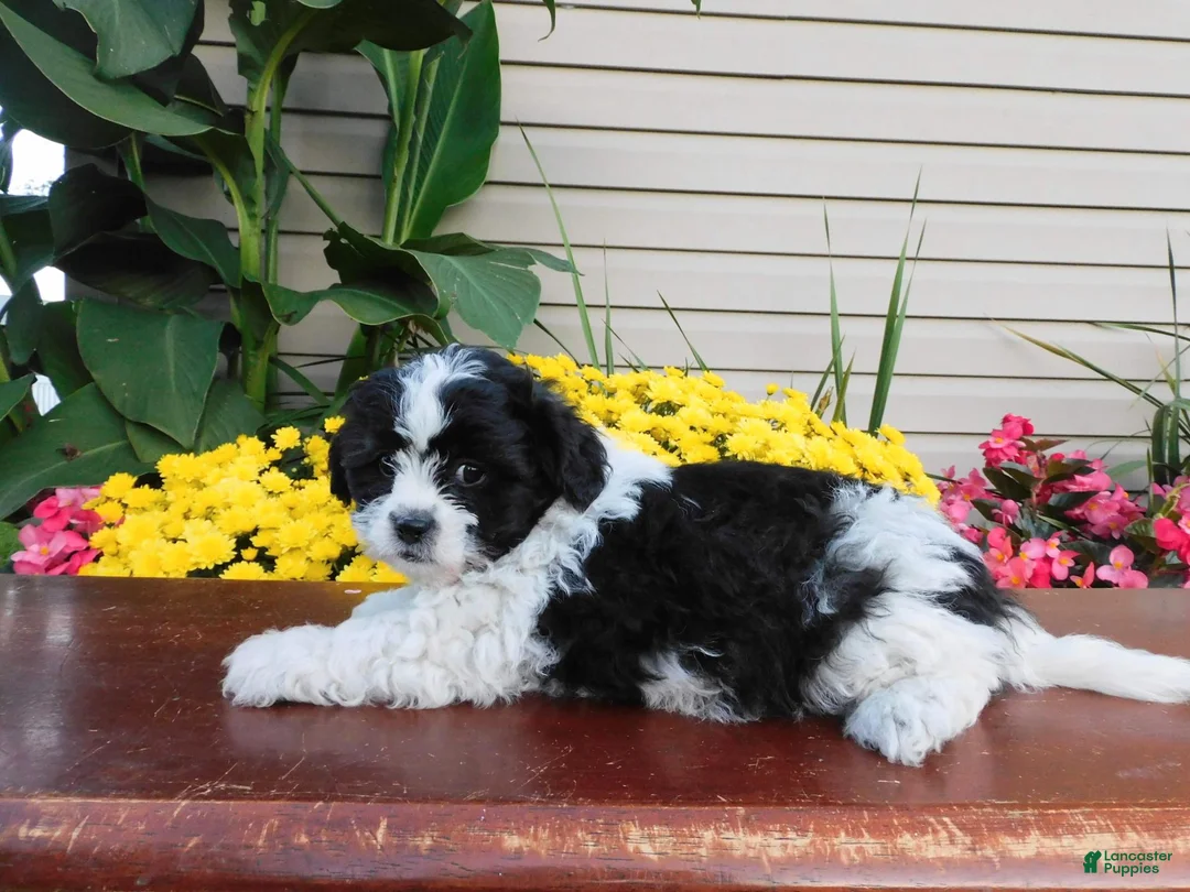 Teddy Bear dogs for sale: Oreo - Ad 2