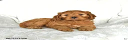 Cockapoo dogs for sale: Honey - Ad 1