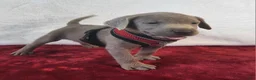 Labrador Retriever dogs for sale: Crazy Donny - Ad 3