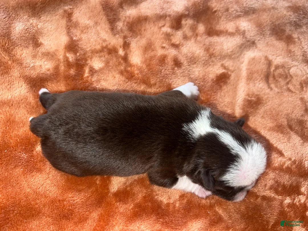 Pug dogs for sale: Nicky - Ad 2