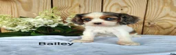 Cavalier King Charles Spaniel dogs for sale: Bailey - Ad 4