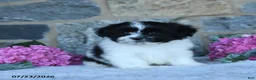 Malshi dogs for sale: Trooper - Ad 4
