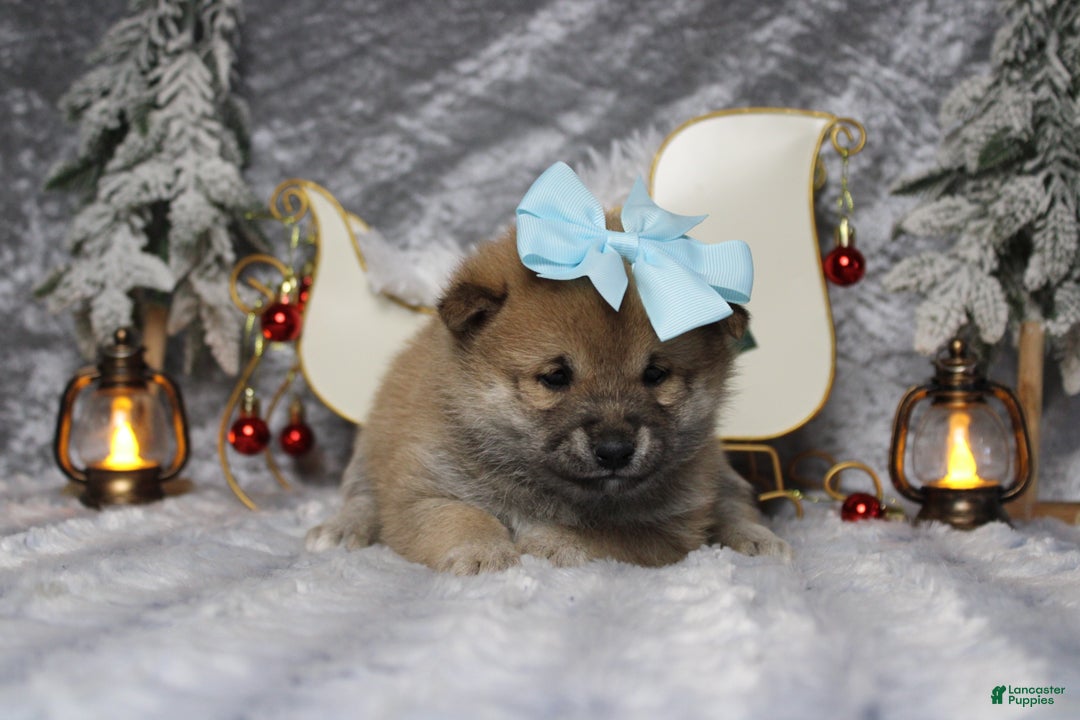 Shiba Inu dogs for sale: Brandy  - Ad 6