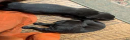 Mixed Breed dogs for sale: Black Bullmastador pup - Ad 10