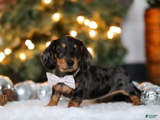 Miniature Dachshund dogs Macy - Ad 15