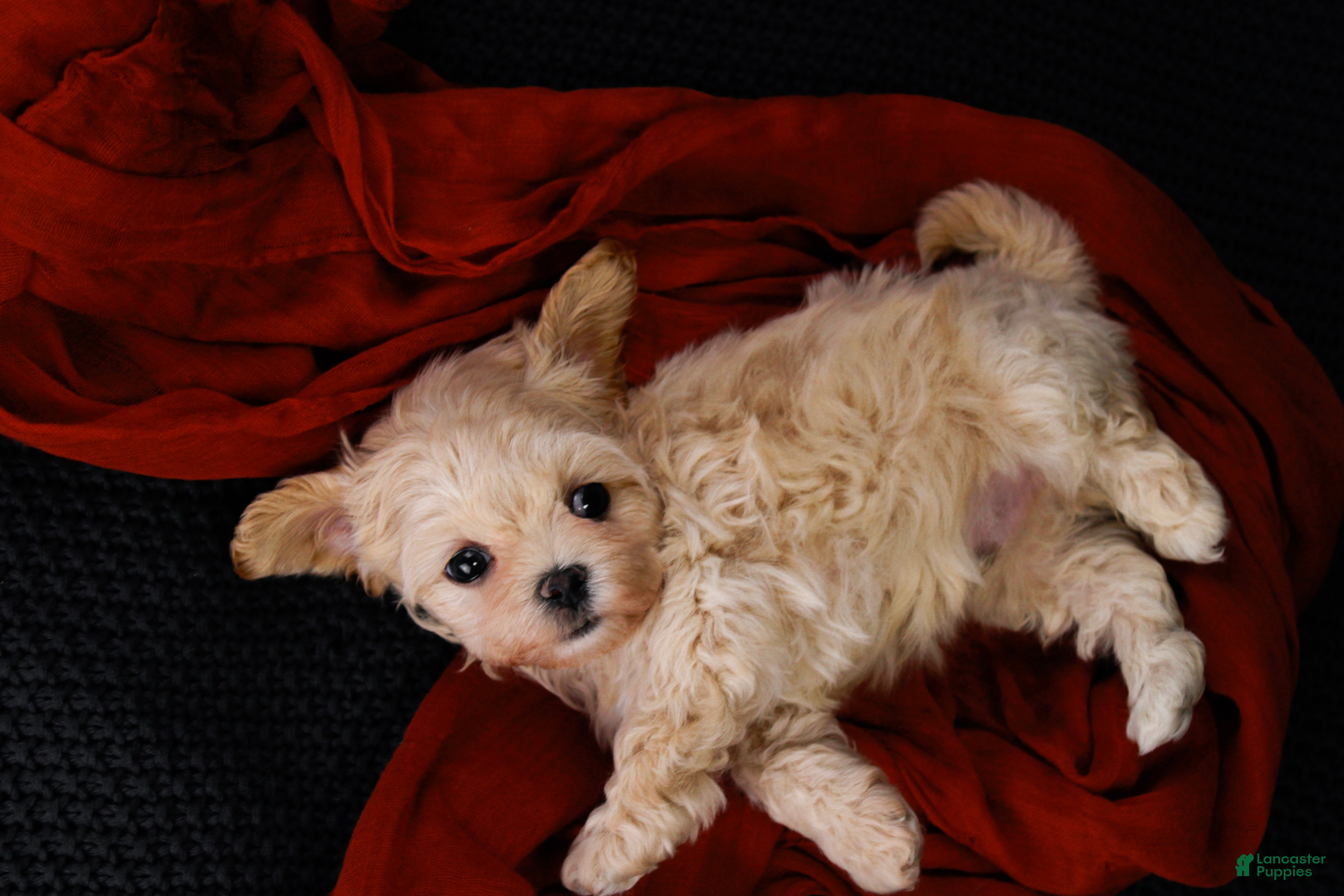 Maltipoo dogs Cricket - Ad 1