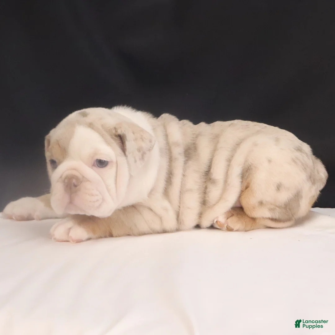 English Bulldog dogs for sale: Tammy - Ad 9