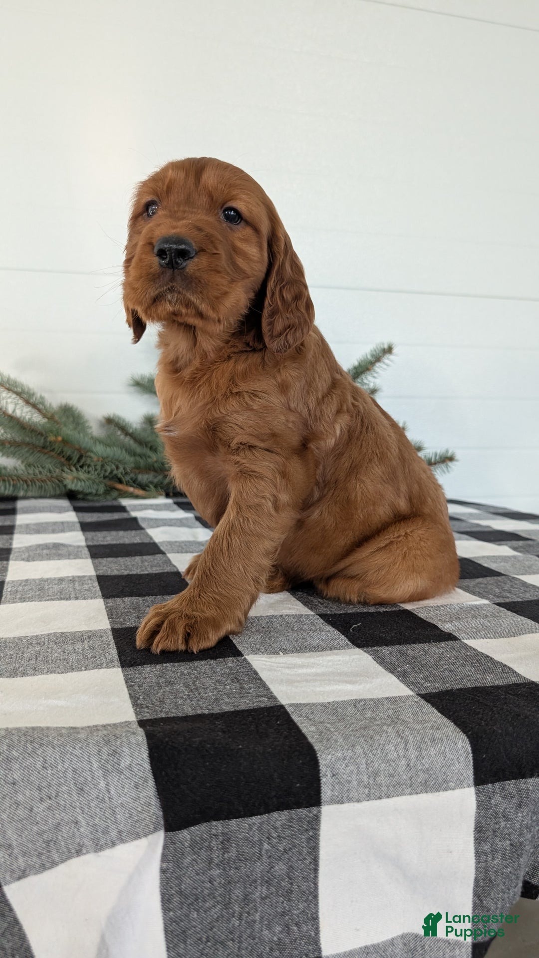 Irish Setter dogs for sale: Enzo  - Ad 4