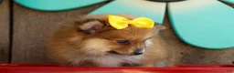Pomeranian dogs for sale: Farris  - Ad 18