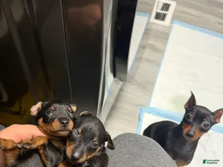 Miniature Pinscher dogs Miniature Pinscher Puppy 2 - Ad 25