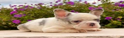 French Bulldog dogs for sale: Daffy - Ad 4