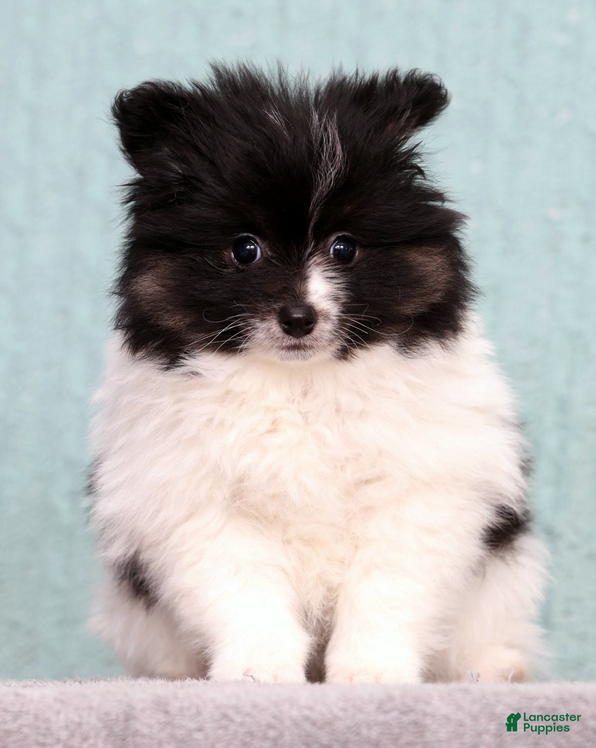 Pomeranian dogs Becca - Ad 1