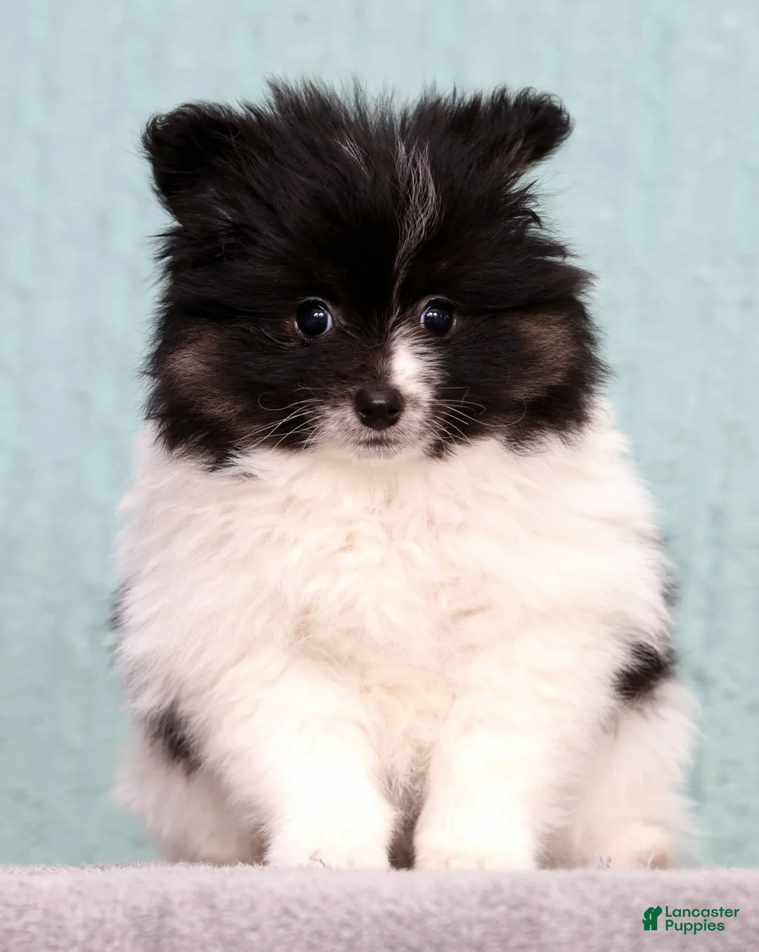 Pomeranian dogs for sale: Becca - Ad 1