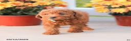 Miniature Poodle dogs for sale: Ray - Ad 11