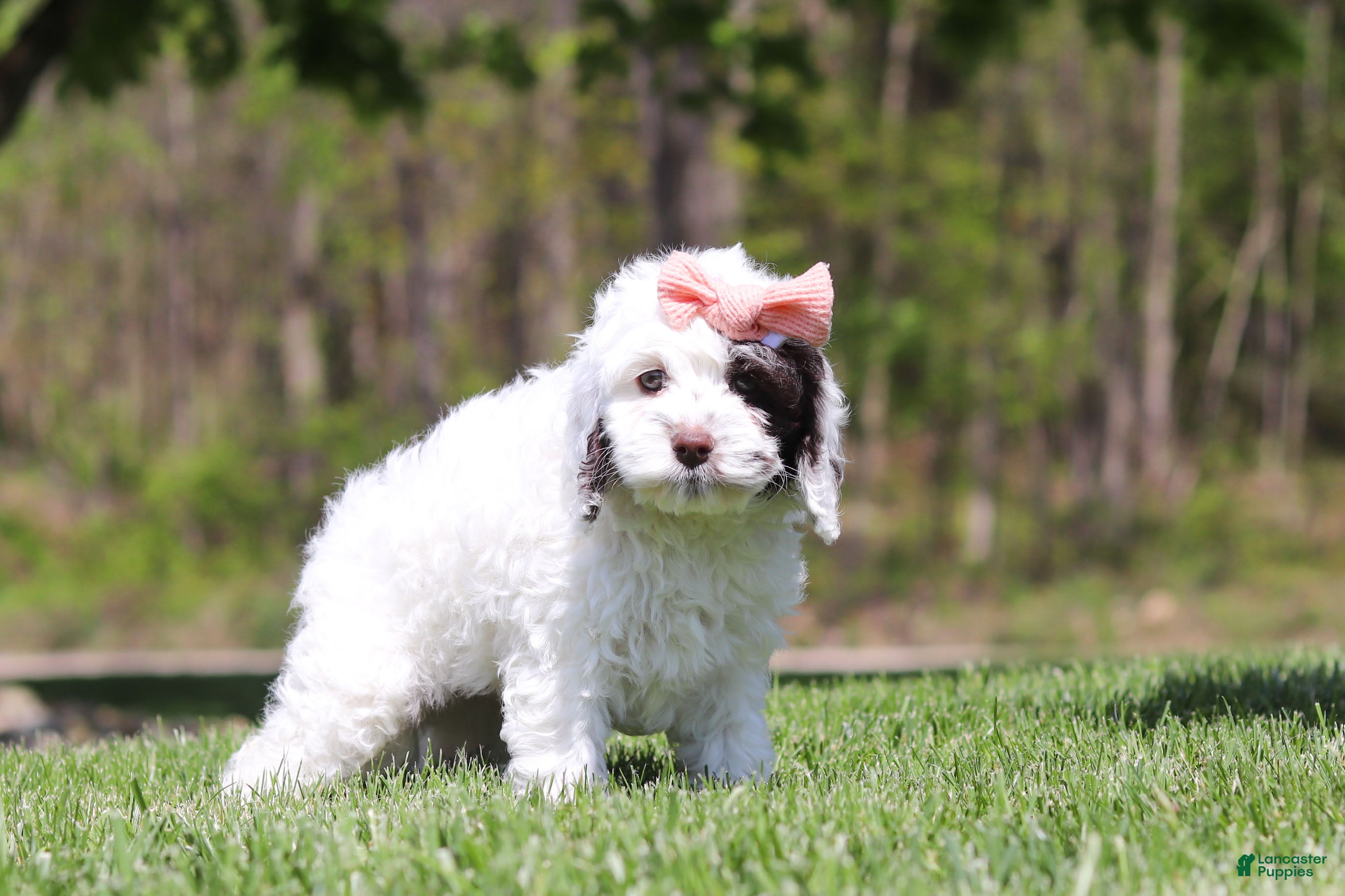 Cockapoo dogs Natalie - Ad 2