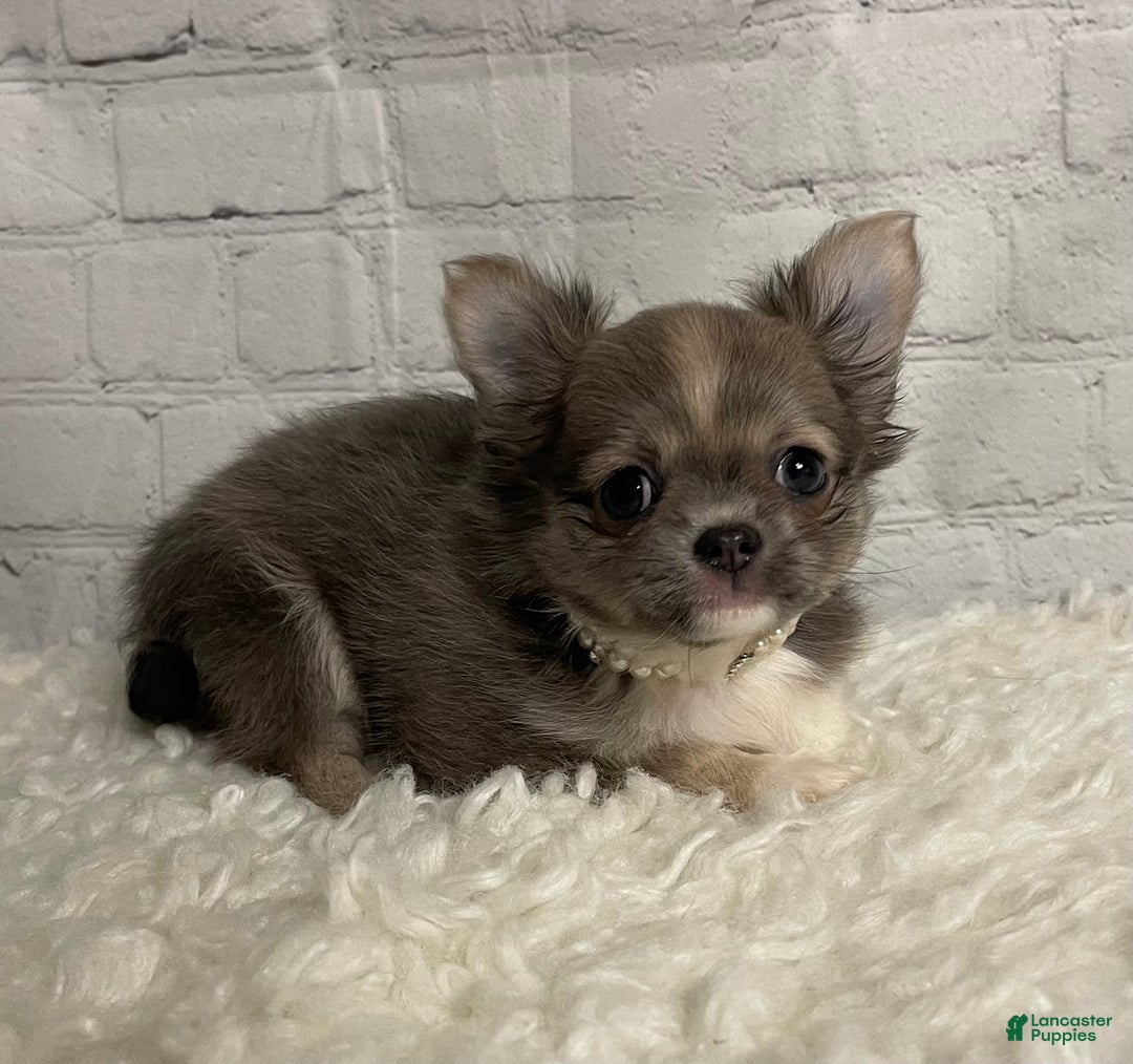 Chihuahua dogs for sale: Chihuahua Puppy 2 - Ad 7