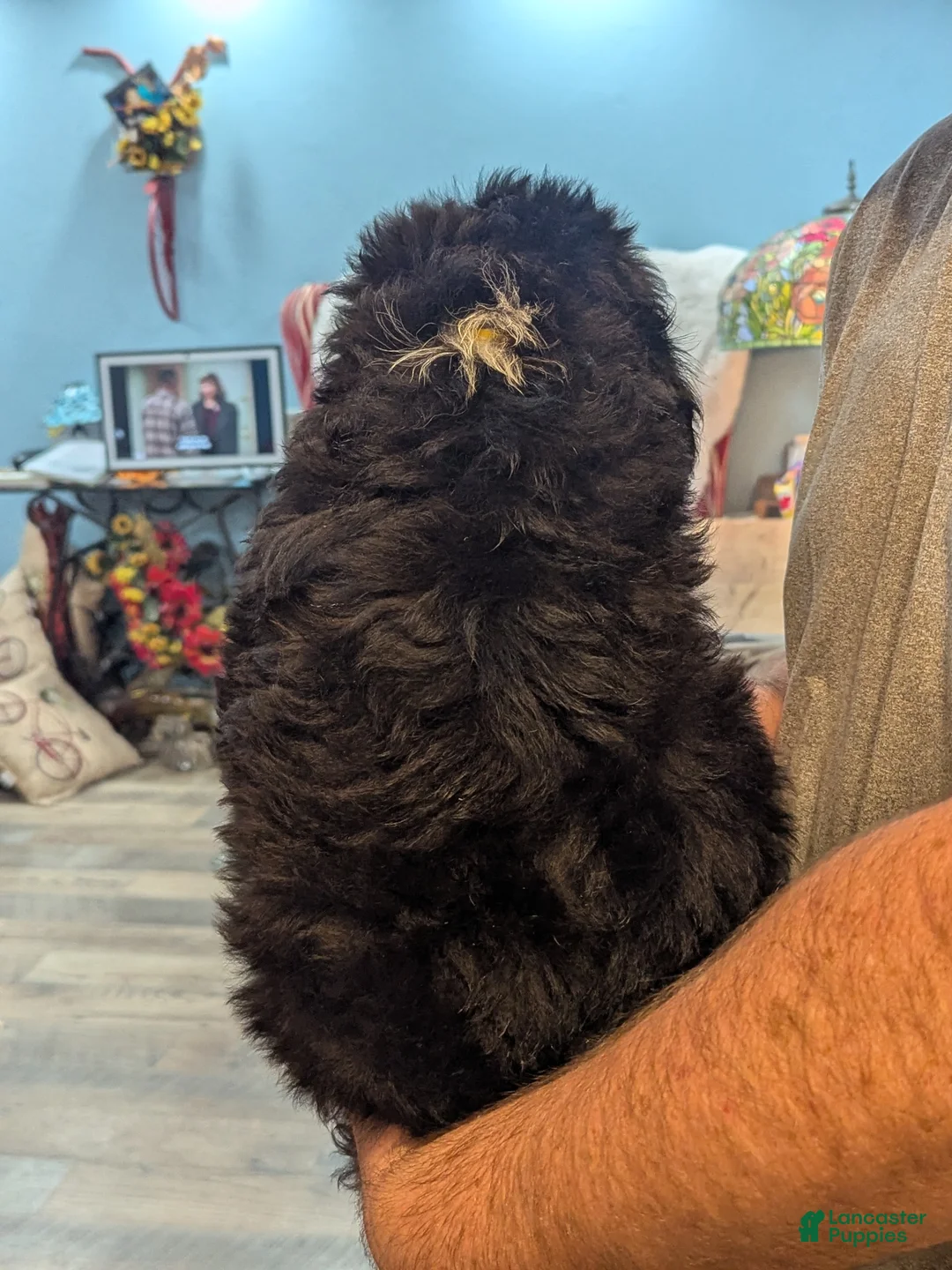 Mixed Breed dogs for sale: Liyah - Ad 4