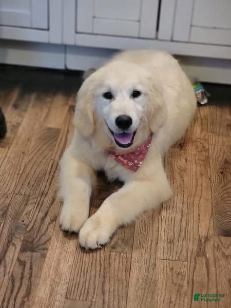 Golden Retriever dogs Golden Retriever Puppy 1 - Ad 38