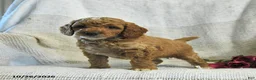 Cockapoo dogs for sale: Curtis - Ad 4