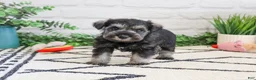 Miniature Schnauzer dogs for sale: Hannah - Ad 3