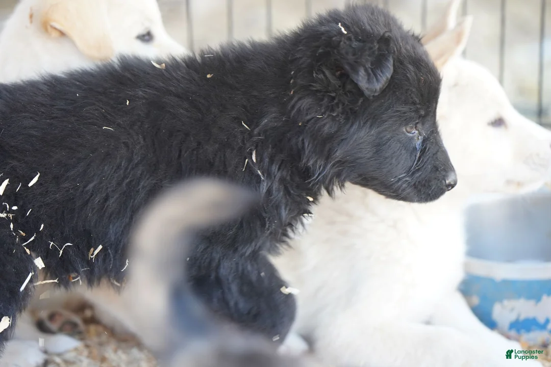 Mixed Breed dogs for sale: Toes F Black - Ad 8