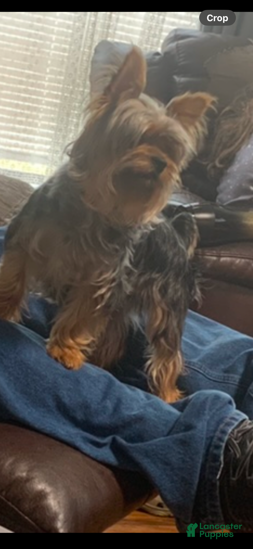 Max