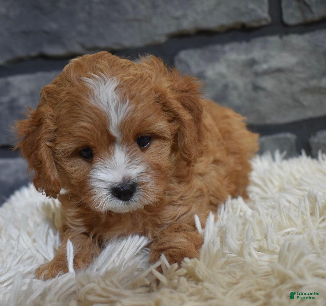 Cavapoo dogs for sale: Sophie  - Ad 5