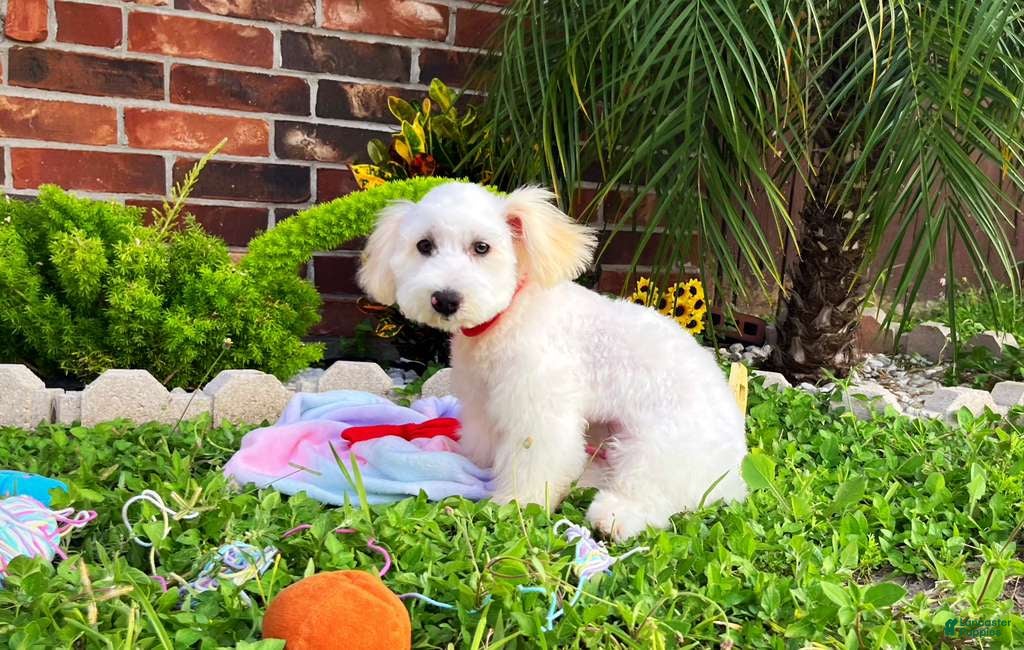 Maltipoo dogs Charles - Ad 2
