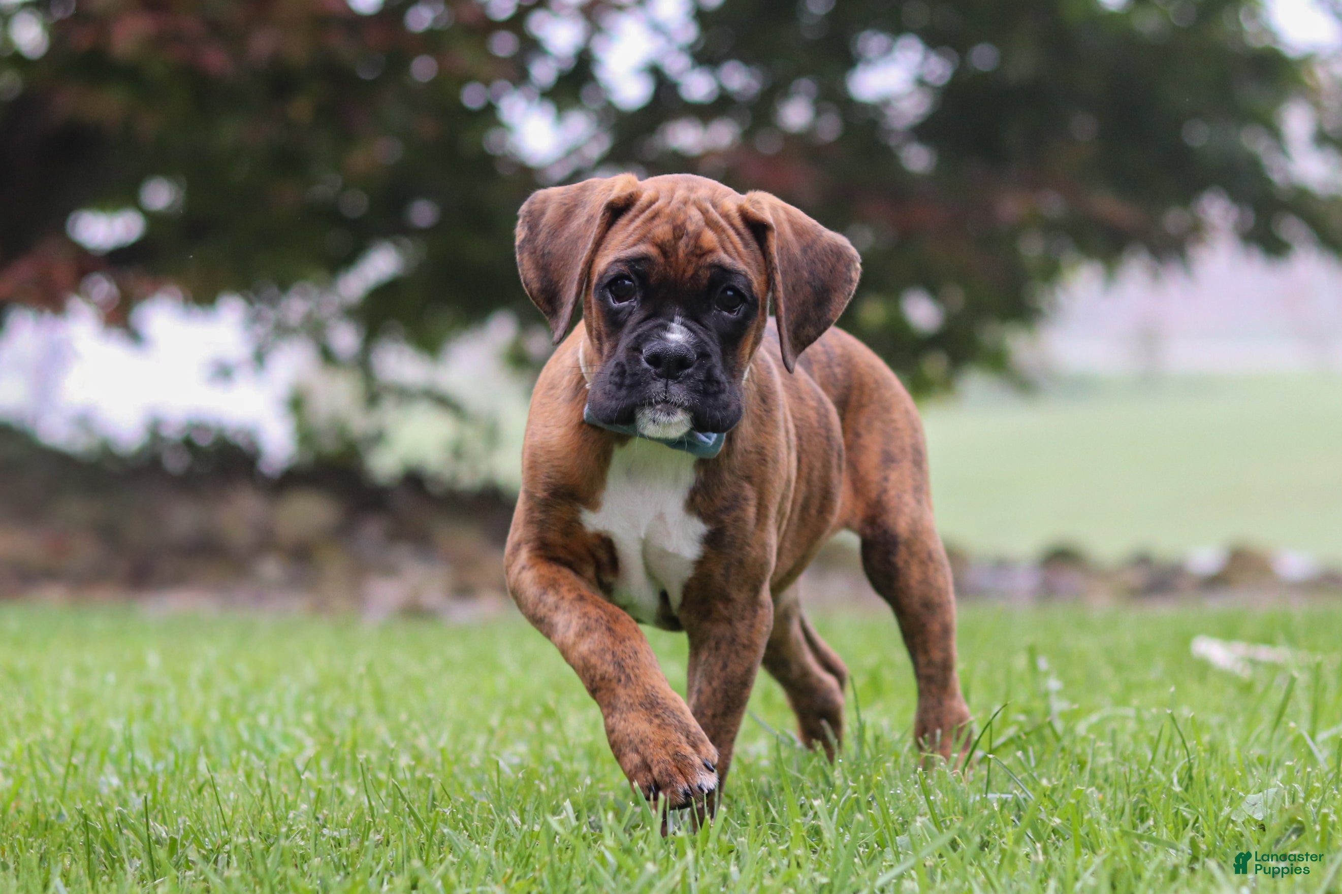 Boxer dogs Barney - Ad 2