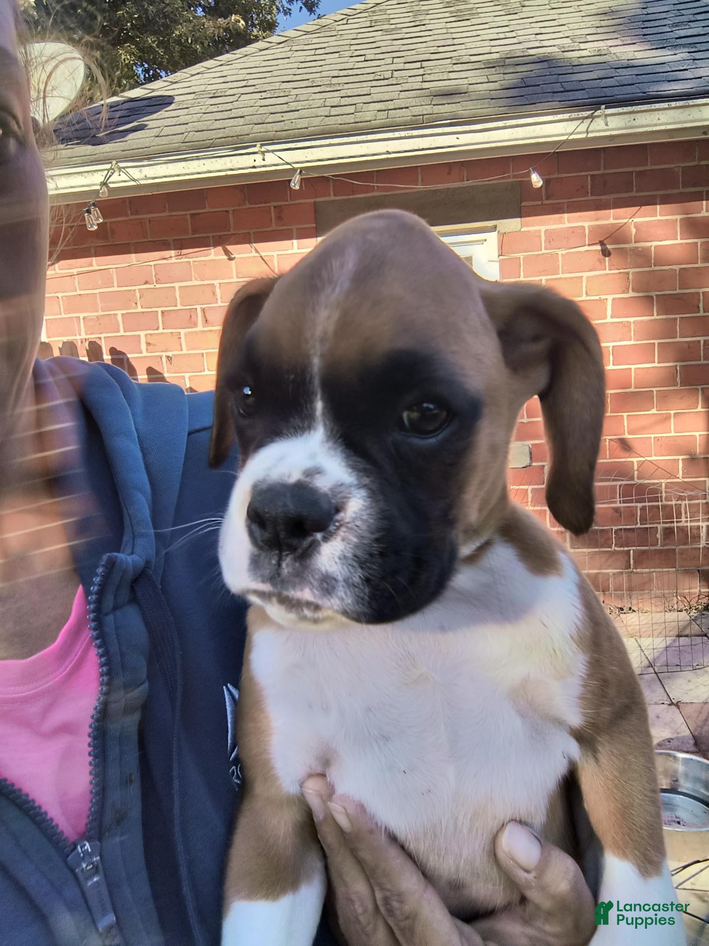 Boxer dogs Boxer 3 - Ad 11